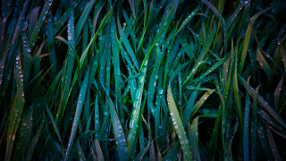 Grass water droplets bamboo forest - a close up of a bunch free wallpaper