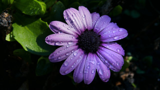 Purple flower water droplets butterfly 2 - a purple flower free wallpaper