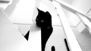 Black cat hiding white wall - a black cat free wallpaper