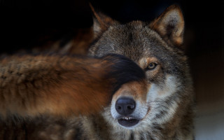 Wolf blurry face background award - face and mouth free wallpaper