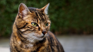 Cat green eyes staring blurry 3 - neoplasticism free wallpaper