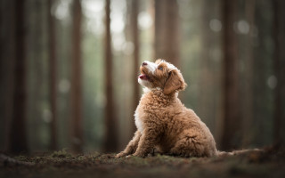 Dog forest looking up blurry - the middle of a forest free wallpaper