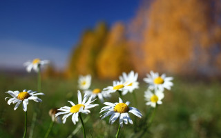 Daisy field blue sky yellow 2 - a field of daisies free wallpaper