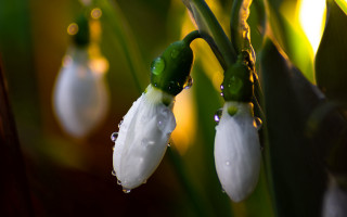 Flower water droplets macro bokeh 2 - betty merken free wallpaper