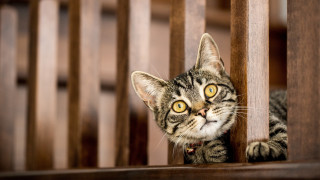 Curious cat peeking wooden rail - optical free wallpaper