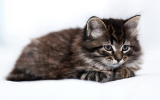 Curious black cat blue eyes - a curious look free wallpaper