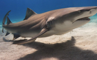 Shark ocean shadow sand plasticien - a shark swimming in the ocean free wallpaper