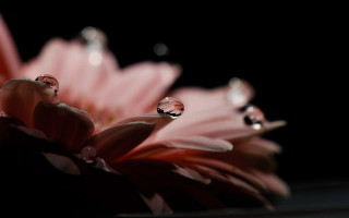 Pink flower water droplets macro 8 - petal free wallpaper