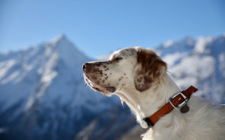 Dog brownwhitecollar mountain sky blurry - heroic free wallpaper