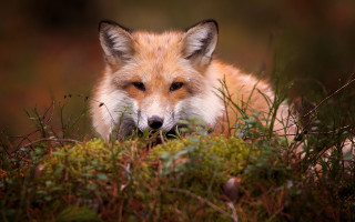 Fox sitting sad autumn nature - a sad look free wallpaper