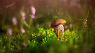 Mushroom lush green field bokeh - a mushroom free wallpaper