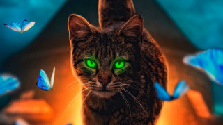 Cat green eyes butterflies blurry - affinity photo free wallpaper