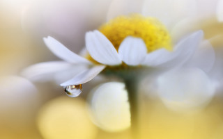 Flower water butterfly macro bokeh - a drop of water free wallpaper