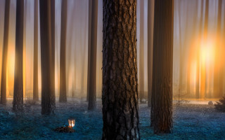Magical forest light sitting bench - magical free wallpaper for desktop