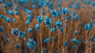 Blue flowers brown stems sky - art green free wallpaper