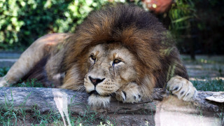 Lion log zoo exhibit carlos - digital free wallpaper