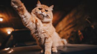 Cat heroic arabesque car paw - heroic free wallpaper