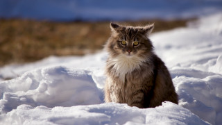 Curious cat sitting snow blue - a curious look free wallpaper