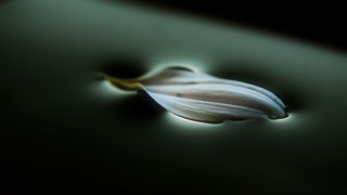 Flower table light shadow macro 2 - macro photography free wallpaper