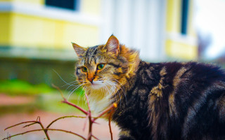 Cat branch house yellow outdoors - canon 5 0 mm free wallpaper