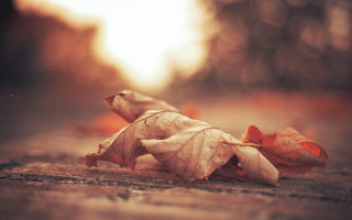 Fallen leaf autumn sunset mountain - a blurry background of trees free wallpaper