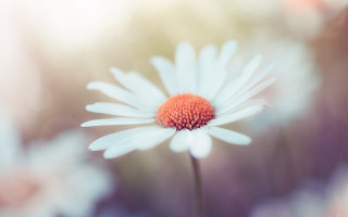 Flower butterfly closeup shallow depth - a blurry background of flowers free wallpaper