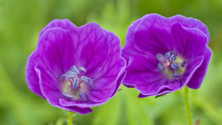 Purple flowers green leaves blurry - the background and a blurry background behind them free wallpaper