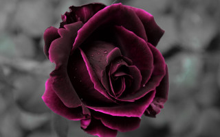 Black white rose water droplets - petal and a blurry background free wallpaper