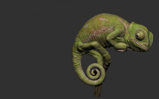 Green chameleon stick closed eyes - a green chamelon free wallpaper