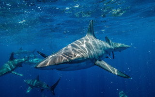 Shark diver ocean aurora moon - winning free wallpaper