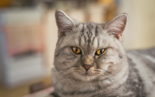 Sad cat on table shiba - a table top free wallpaper