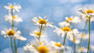 Daisy field blue sky bokeh - a field of daisies free wallpaper