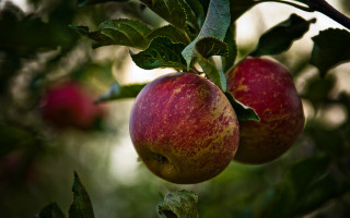 Apples hanging tree leaves sky - de hirsh margule free wallpaper