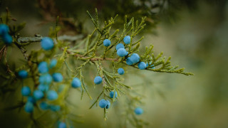 Branch blue berries forest macro - derek hill free wallpaper