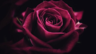 Pink rose blurry black background - a pink rose free wallpaper