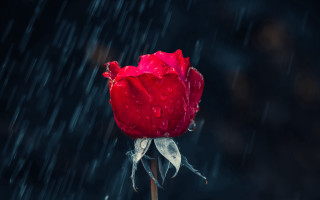 Red rose water droplets rain - the rain free wallpaper