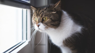 Black cat window yellow eyes - frame free wallpaper