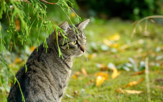 Cat grass tree leaves blurry - the distance free wallpaper