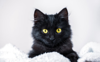 Black cat yellow eyes sad 2 - a sad look free wallpaper