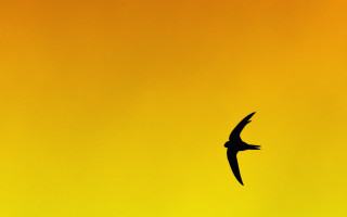 Bird flying yellow background black - a yellow background behind free wallpaper