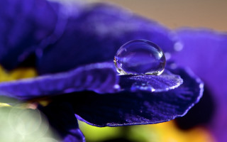 Water drop purple flower green - a purple flower free wallpaper