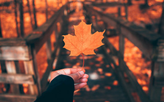 Person leaf bridge woods autumn - a bridge free wallpaper