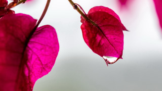 Pink flower water droplets macro 33 - background free wallpaper for desktop