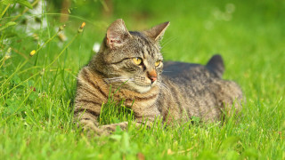 Cat grass distant look blurry - a blurry background of grass free wallpaper