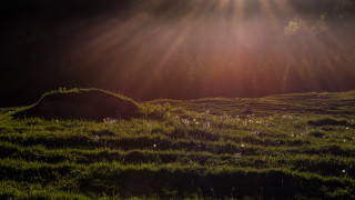 Field grass flowers rock sunset - the sun free wallpaper