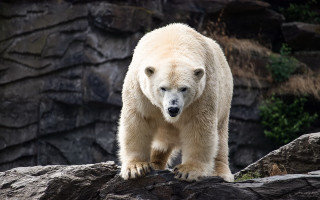 Polar bear rock zoo curious - a polar bear free wallpaper
