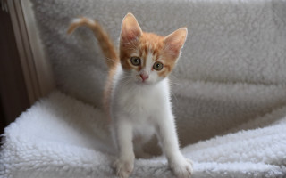 Tiny kitten white blanket chair - tiny free wallpaper