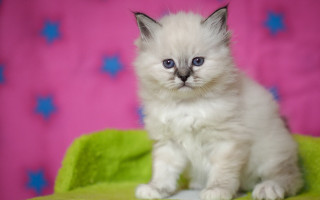 White cat blurry starry background - a small white kitten free wallpaper