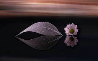 Flower leaf reflection stilllife lily - arthur pan free wallpaper