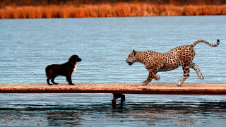 Dog leopard dock water naive - near free wallpaper